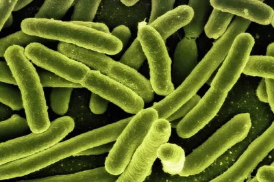 Brusella Nedir? 5 Brusella Nedir?